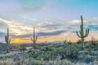 Arizona, Saguaro National Park. Saguaro sunset Art Print